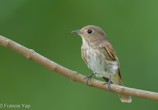 Brown-streaked Flycatcher - display this album Brown-streaked Flycatcher