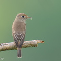 Brown-streaked_Flycatcher-250821-120FRYAP-FYA04881-W.jpg
