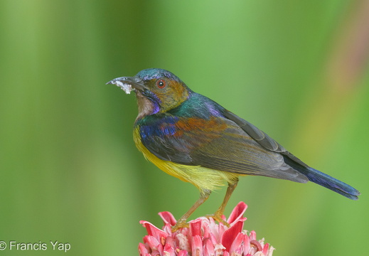 Brown-throated Sunbird - display this album Brown-throated Sunbird