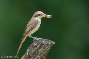 Brown Shrike-181124-114ND500-FYP_0302-W.jpg