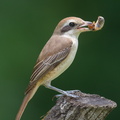 Brown_Shrike-181124-114ND500-FYP_0387-W.jpg