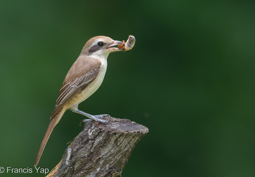 Brown Shrike - display this album Brown Shrike
