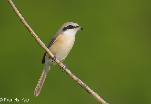 Brown Shrike