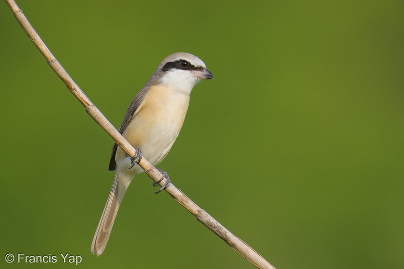 Brown_Shrike-260115-150FRYAP-FYA05668-W.jpg