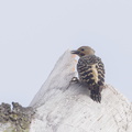 Buff-rumped_Woodpecker-190605-117ND500-FYP_7025-W.jpg
