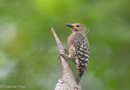 Buff-rumped Woodpecker - display this album Buff-rumped Woodpecker
