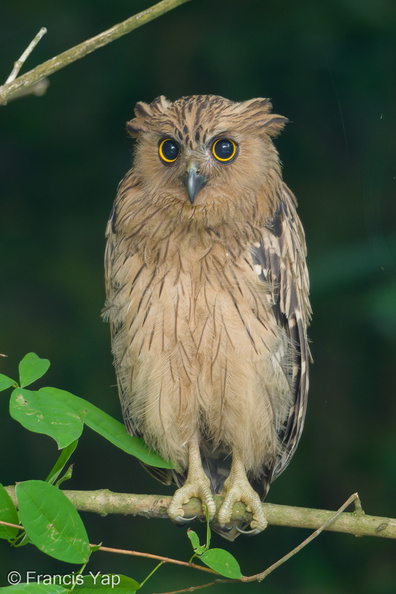Buffy_Fish_Owl-180405-109ND500-FYP_0430-W.jpg