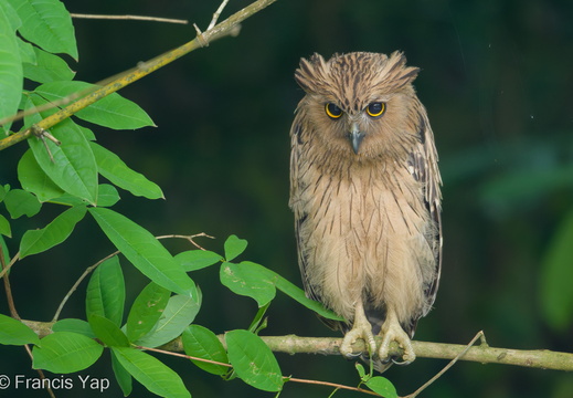 Buffy Fish Owl - display this album Buffy Fish Owl