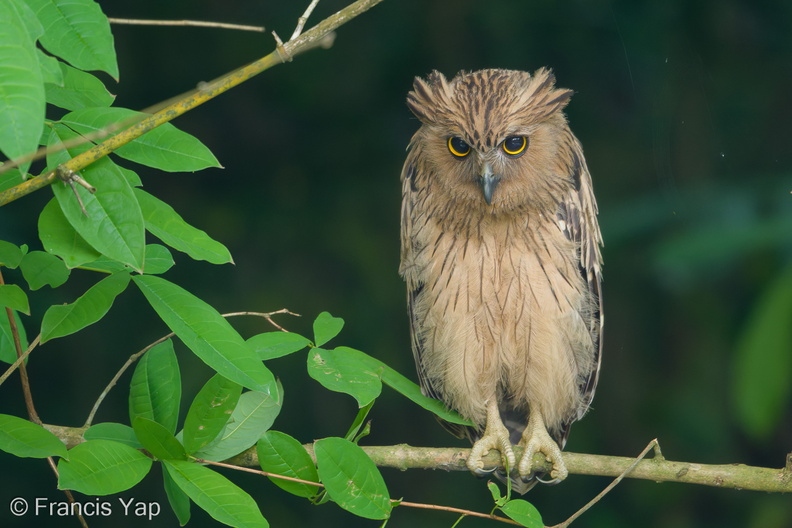 Buffy_Fish_Owl-180405-109ND500-FYP_0551-W.jpg