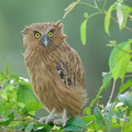Buffy_Fish_Owl-210314-104MSDCF-FRY07651-W.jpg