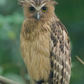 Buffy_Fish_Owl-210806-117MSDCF-FRY07505-W.jpg