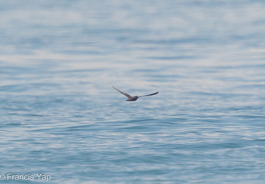 Bulwer's Petrel - display this album Bulwer's Petrel