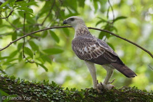 Changeable Hawk-Eagle-121202-104EOS1D-FY1X2395-W.jpg