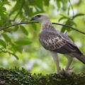 Changeable_Hawk-Eagle-121202-104EOS1D-FY1X2395-W.jpg