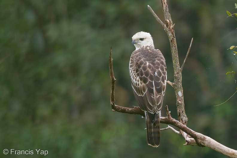 Changeable_Hawk-Eagle-160916-104EOS1D-F1X24237-W.jpg
