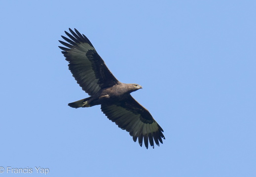 Changeable Hawk-Eagle - display this album Changeable Hawk-Eagle