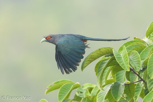 Chestnut-bellied Malkoha-190913-120ND500-FYP_2151-W.jpg