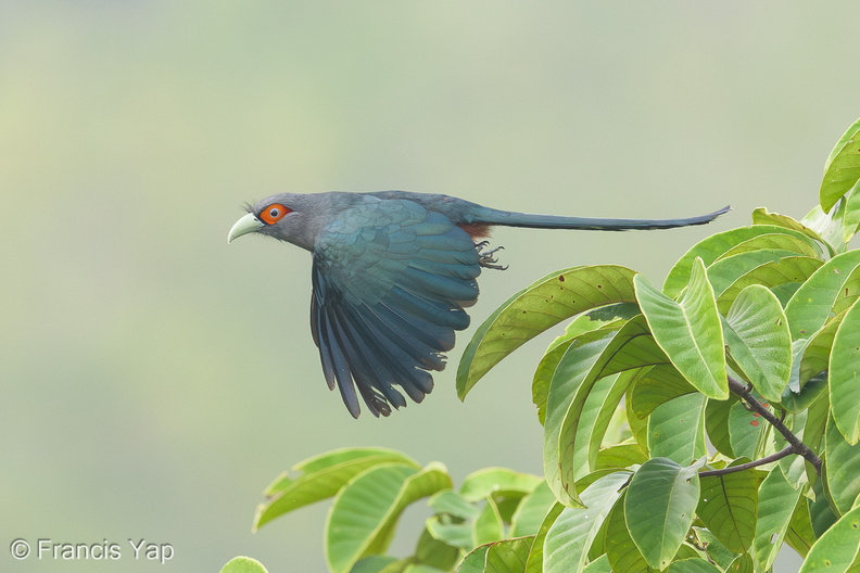 Chestnut-bellied_Malkoha-190913-120ND500-FYP_2151-W.jpg
