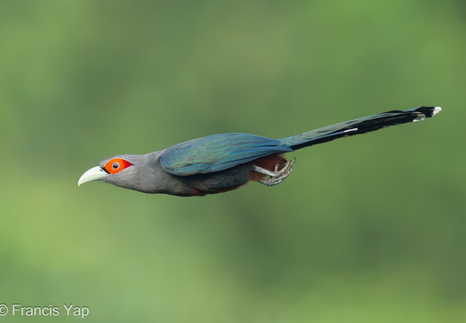 Chestnut-bellied Malkoha - display this album Chestnut-bellied Malkoha