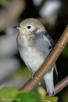 Chestnut-cheeked Starling-260228-158FRYAP-FYA06611-W.jpg