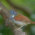 Chestnut-winged_Babbler-170709-112EOS1D-F1X20430-W.jpg