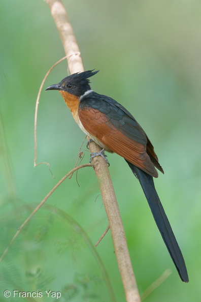 Chestnut-winged_Cuckoo-190205-115ND500-FYP_3559-W.jpg