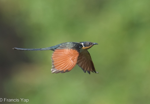 Chestnut-winged Cuckoo - display this album Chestnut-winged Cuckoo