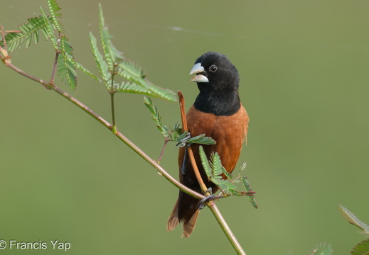 Chestnut Munia - display this album Chestnut Munia