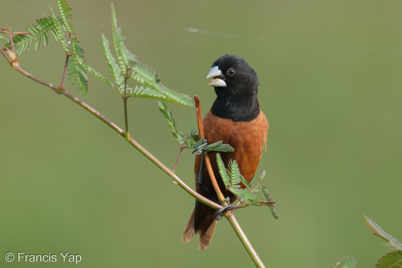 Chestnut_Munia-220115-136MSDCF-FRY01638-W.jpg
