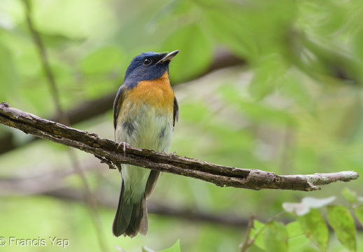 Chinese Blue Flycatcher - display this album Chinese Blue Flycatcher