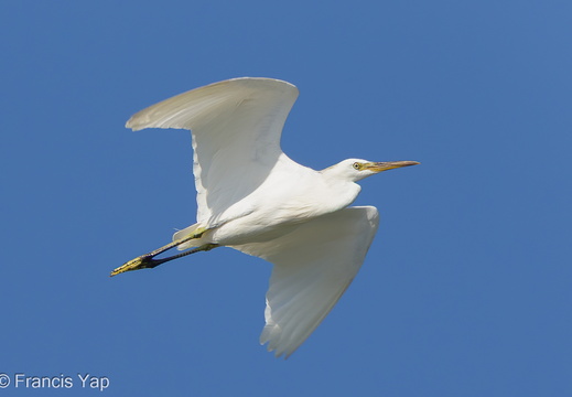 Chinese Egret - display this album Chinese Egret