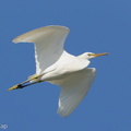 Chinese_Egret-121026-103EOS1D-FY1X2539-W.jpg