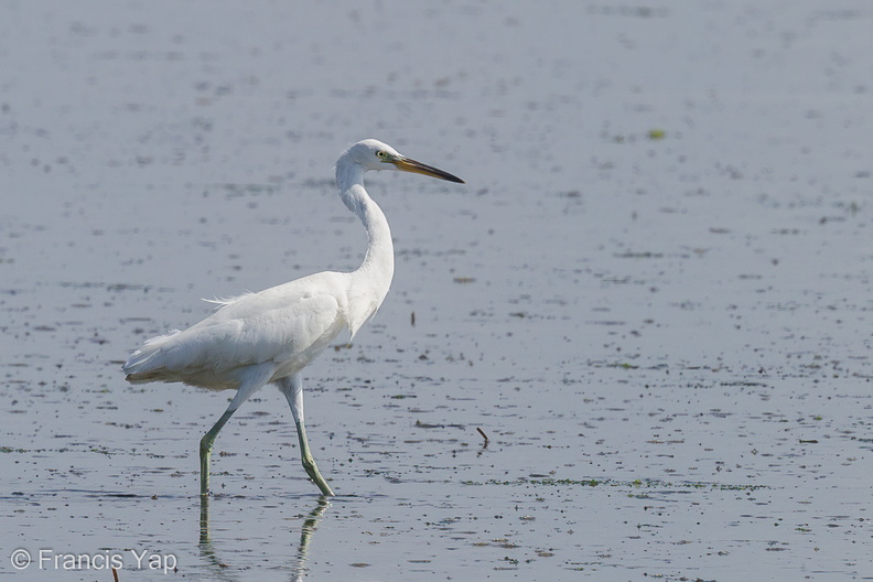 Chinese_Egret-140222-112EOS7D-IMG_2483-W.jpg