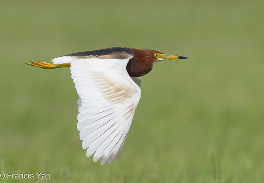 Chinese Pond Heron - display this album Chinese Pond Heron