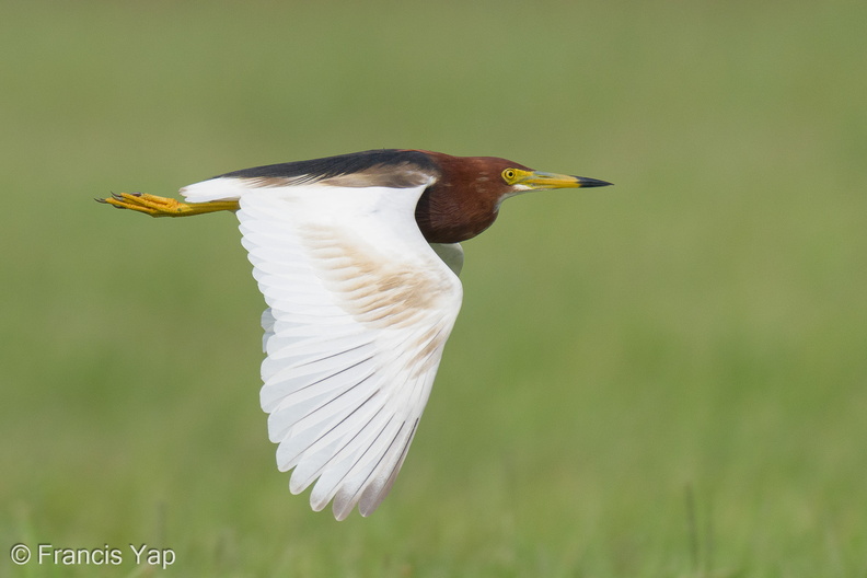 Chinese_Pond_Heron-210410-107MSDCF-FRY03017-W.jpg