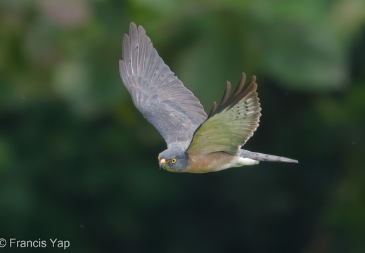 Chinese Sparrowhawk - display this album Chinese Sparrowhawk