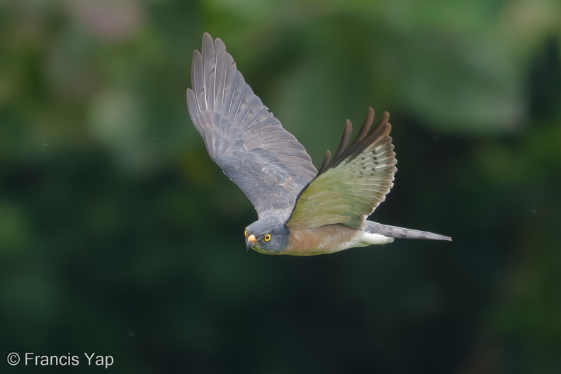 Chinese_Sparrowhawk-181024-112ND500-FYP_1908-W.jpg