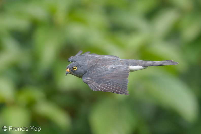 Chinese_Sparrowhawk-181024-112ND500-FYP_1930-W.jpg