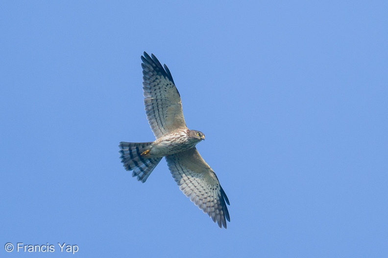 Chinese_Sparrowhawk-201031-122MSDCF-FYP01002-W.jpg