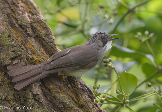 Cinereous Bulbul - display this album Cinereous Bulbul