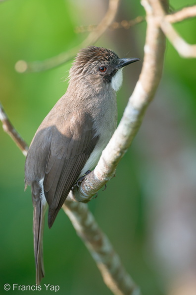 Cinereous_Bulbul-191025-101MSDCF-FYP06284-W.jpg