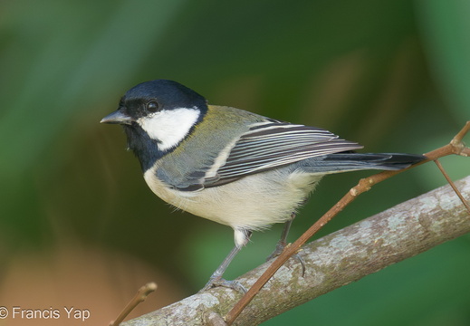 Cinereous Tit - display this album Cinereous Tit
