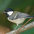 Cinereous_Tit-191204-106MSDCF-FYP08109-W.jpg