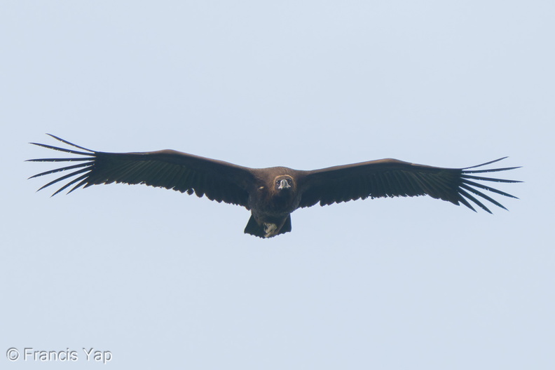 Cinereous_Vulture-211230-135MSDCF-FRY02755-W.jpg