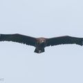 Cinereous_Vulture-211230-135MSDCF-FRY02755-W.jpg