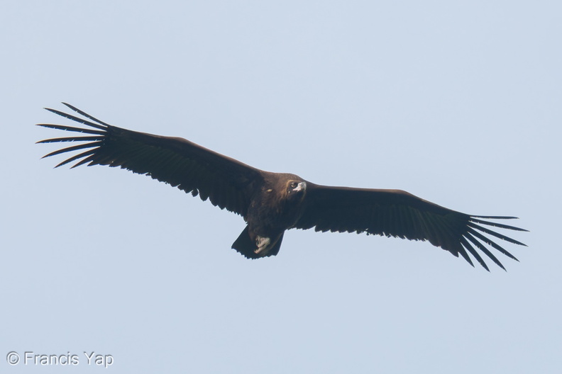 Cinereous_Vulture-211230-135MSDCF-FRY02784-W.jpg