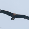 Cinereous_Vulture-211230-135MSDCF-FRY02784-W.jpg