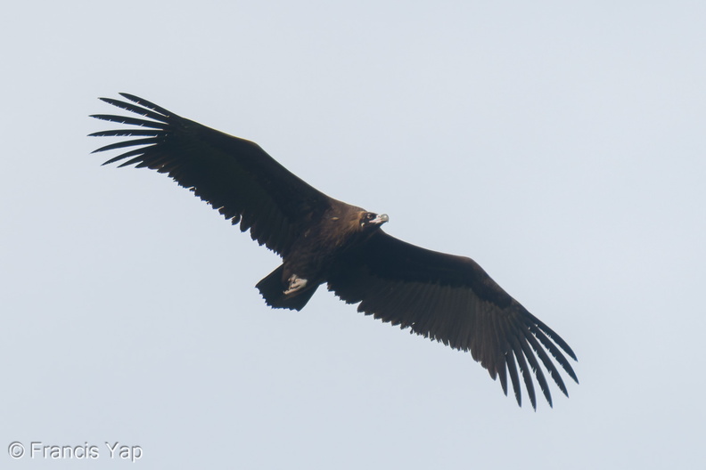 Cinereous_Vulture-211230-135MSDCF-FRY02817-W.jpg