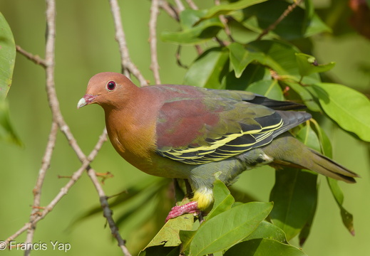 Cinnamon-headed Green Pigeon - display this album Cinnamon-headed Green Pigeon