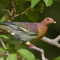 Cinnamon-headed_Green_Pigeon-160306-124EOS1D-FY1X0845-W.jpg